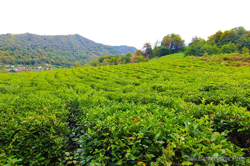 Чайная плантация. Находится недалеко от Дома Чая.