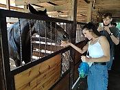 Часовая конная прогулка + Посещение фермы и общение с животными 14
