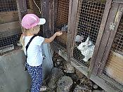 Часовая конная прогулка + Посещение фермы и общение с животными 15