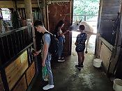 Часовая конная прогулка + Посещение фермы и общение с животными 12