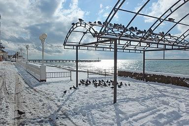 Голуби на центральной набережной. Лазаревское, зима 2012 год