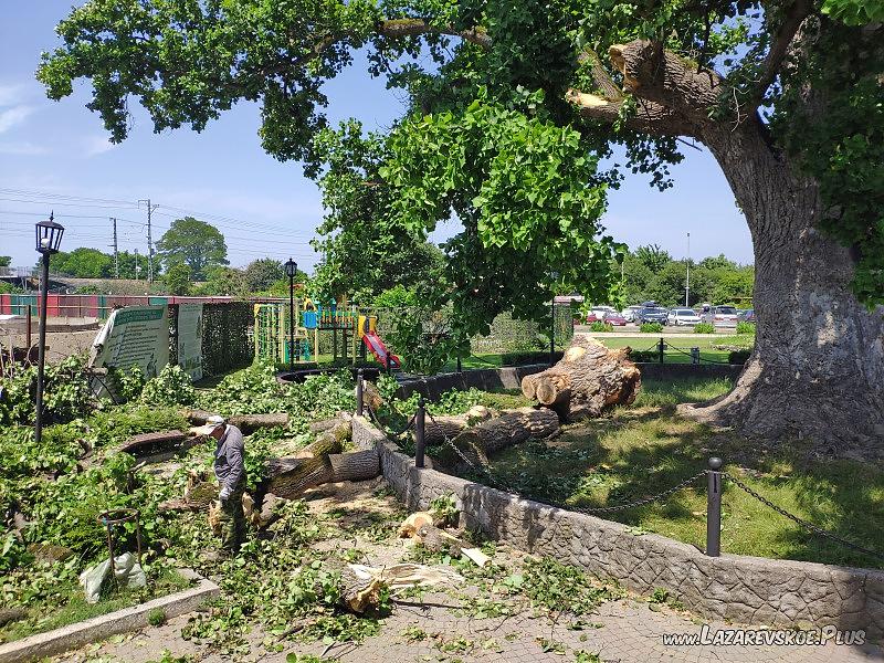 2 июля 2021 года рухнула одна из ветвей тюльпанного дерева