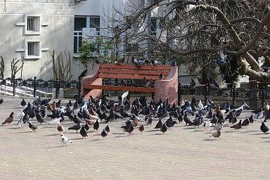 Лазаревское, карантин. На площади у кинотеатра "Восход"