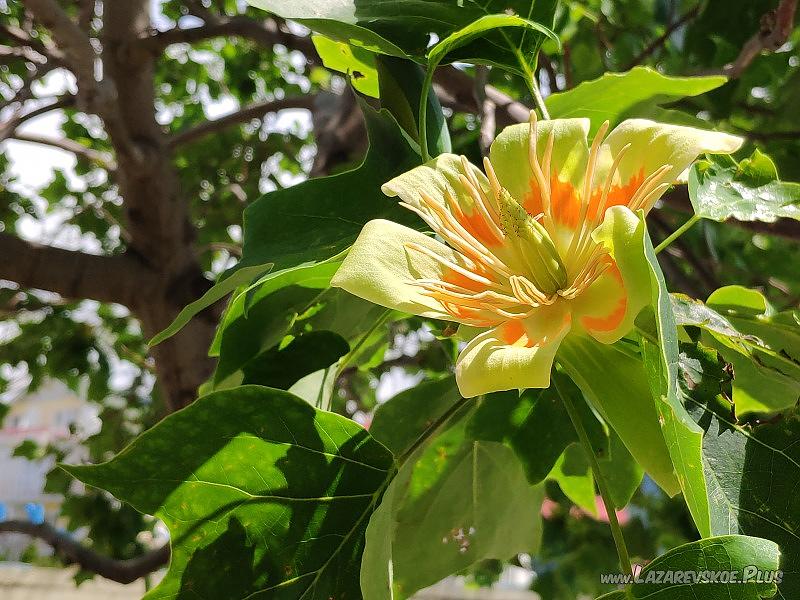 Тюльпановое дерево в сочи фото как цветет