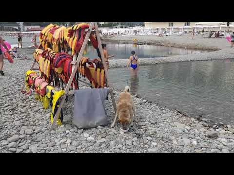 Погода в Сочи меняется - значит Шарик у реки.  Его знают, любят и подкармливают все! Июль 2021