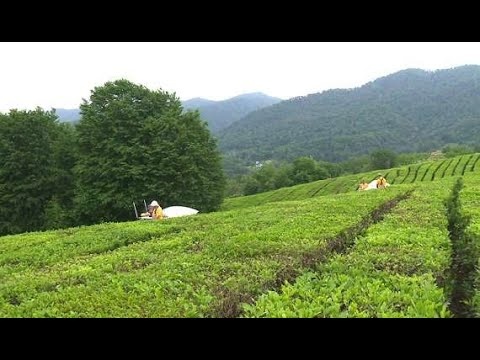 Чаеводы в Сочи прогнозируют урожайный год