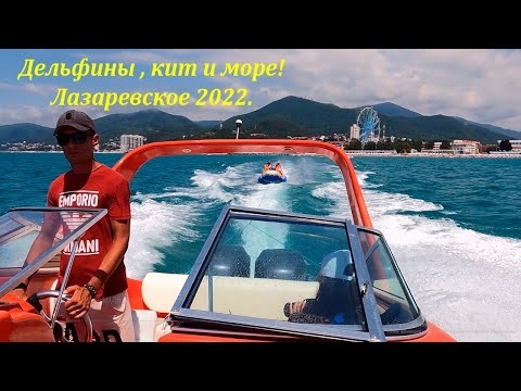 Дельфины, кит и море! Лазаревское, лето 2022