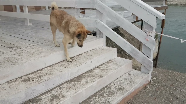 Вечерняя встреча. Шарик. Погода летняя, тепло, но облачно. Лазаревское, 25.06.2021