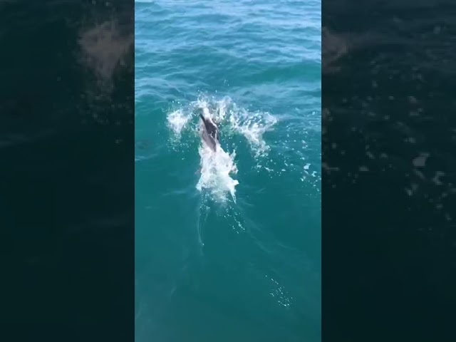 Встреча дельфинов в открытом море! Лазаревское