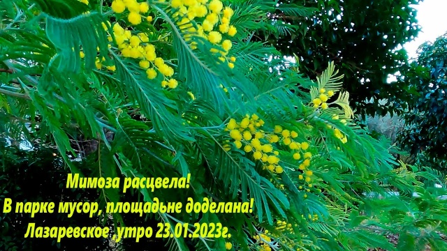 Мимоза в январе! Лазаревское 23.01.2023