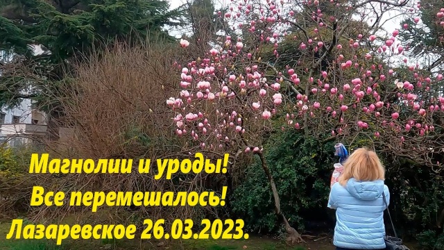 Магнолии и уроды! Лазаревское 26.03.2023