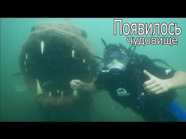 Внезапно появилось чудовище из глубины моря в Сочи. Дайвинг