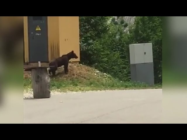 Эксперты объяснили частые выходы медведей к людям в Сочи