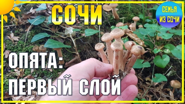 ОПЯТА В СОЧИ. ПОШЁЛ ПЕРВЫЙ СЛОЙ