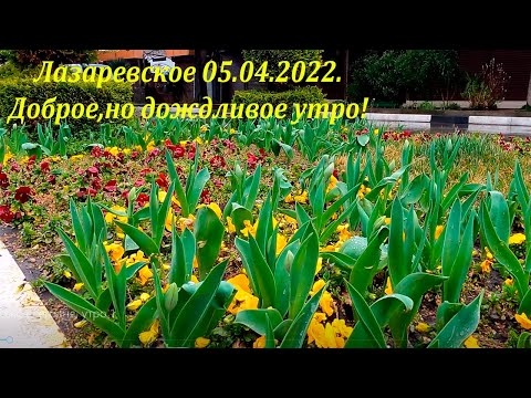 Доброе но дождливое утро!  05.06.2022. Лазаревское