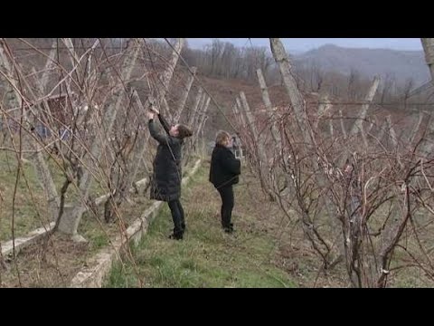 В Сочи возрождают традиции виноградарства