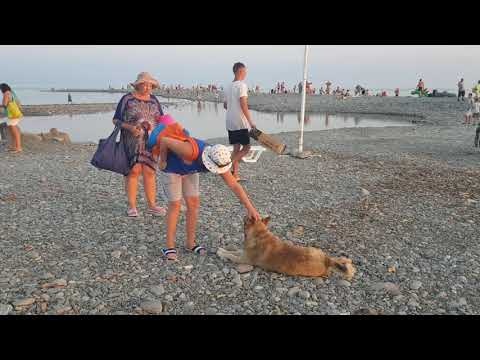 Яркий закат над морем в Лазаревском. Шарик "купается" в любви и внимании. 25.07.2021