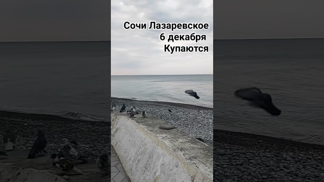 Лазаревское. 6 декабря, купаются