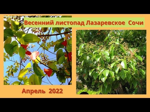 Весенний листопад. Лазаревское Сочи. Улица Победы. Магнолия. Лавр. Погода 11 апреля 2022 года