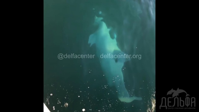 У берегов Сочи заметили редкого дельфина – альбиноса 02.02.21