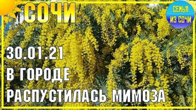 СОЧИ. МИМОЗА ЗИМОЙ! Субтропический рай в отдельно взятом городе