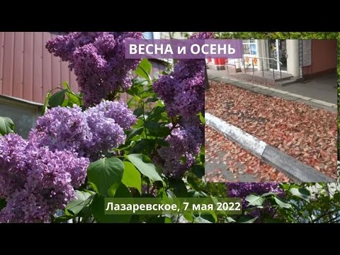 Сиреневый май. Лазаревское Сочи. На улице Партизанская весна. На Победе осень. 7 мая 2022.