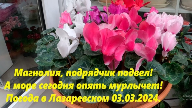 Погода в Лазаревском 03.03.2024. Магнолия, подрядчик не успевает