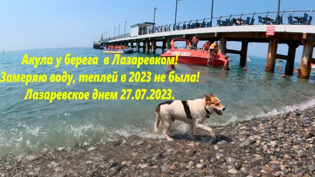 Акула у самого берега! Вода уже теплая! Лазаревское 27.07.2023