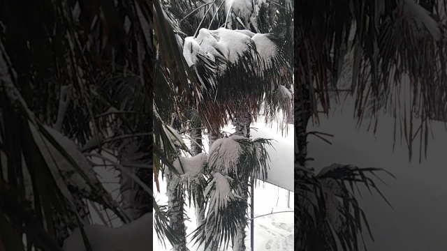 16 февраля 2021 год, Лазаревское. Снегопад. "Пальмы в снегу". Катастрофа