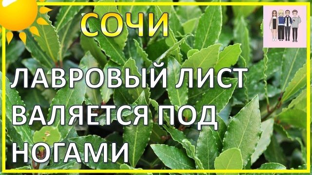 Лавровый лист валяется на обочине в Сочи | Субтропический рай в отдельно взятом городе