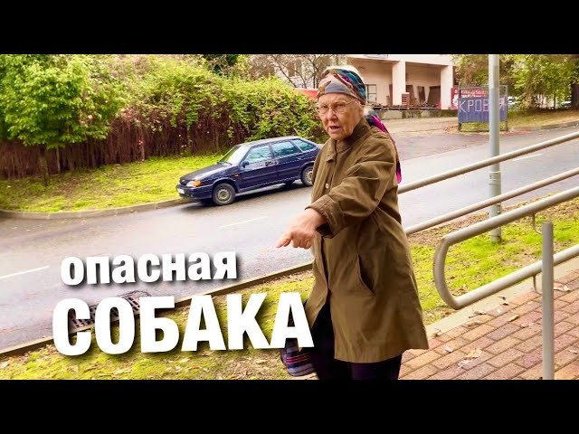 В Сочи боятся бойцовских собак. Лазаревское в декабре