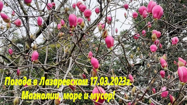 Погода в Лазаревском 17.03.2023. Магнолии, море и мусор