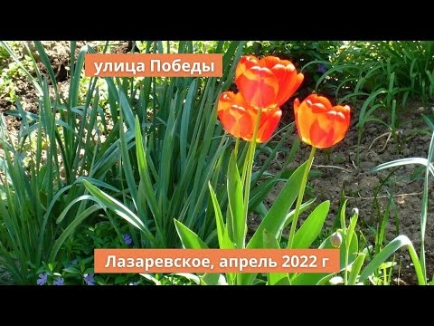 Природа в дождь. Лазаревское Сочи. Ул. Победы. Нежная зелень. Звуки пения птиц. Просто Апрель 2022.