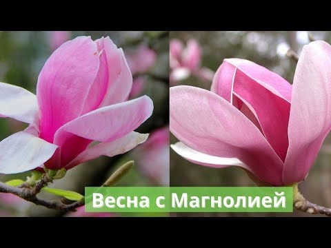 Хочется просто ВЕСНЫ, без болезней, без войны! Цветет Суланжа. Сочи, Лазаревское 1 марта 2022