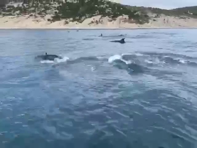Дельфины отправились на зимовку в Абхазию из Анапы