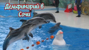 Дельфинарий  Сочи/Дельфины в Сочи/Парк Ривьера/Дельфинарий в Сочи