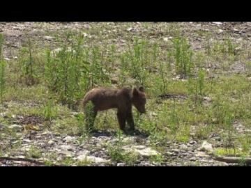Медведи вышли на туристические тропы в Сочи