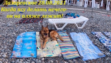 Когда псу делать нечего он на пляже лежит. Лазаревское 28.08.2021