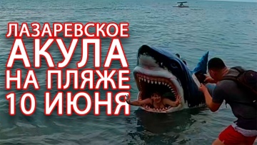 Лазаревское 2023. Акула на центральном пляже