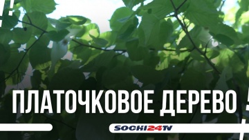 В Сочи зацвело самое редкое растение на юге России