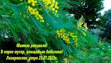 Мимоза в январе! Лазаревское 23.01.2023