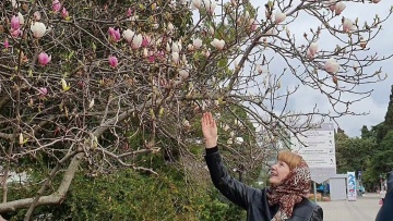 Магнолия Суланжа в цвету. Ангел мира. Выставка в Центр Национальных Культур. Лазаревское, Сочи