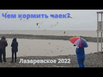 Тропический ливень сменил просто дождь. Река Псезуапсе в Лазаревском. Чем кормить чаек? Февраль 2022