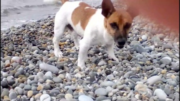 Лазаревское, песик Кексик