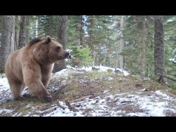В горах Сочи медведи вышли из спячки