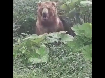 В Сочи медведь встал в полный рост перед людьми и ушёл в лес