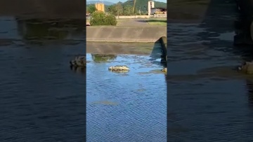 Крокодил в Сочи