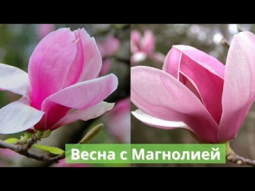 Хочется просто ВЕСНЫ, без болезней, без войны! Цветет Суланжа. Сочи, Лазаревское 1 марта 2022